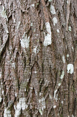 The texture of tree bark in nature