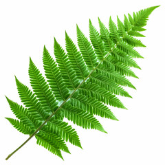 Vibrant Green Fern Leaf Illustration