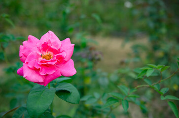 Morning roses in the garden Soft focus image