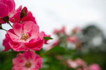Fototapeta premium Morning roses in the garden Soft focus image