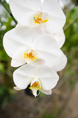 Fototapeta premium Orchids blooming in the Orchid Botanical Garden Soft focus image