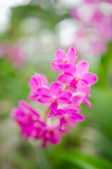 Fototapeta premium Orchids blooming in the Orchid Botanical Garden Soft focus image