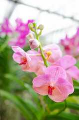 Fototapeta premium Orchids blooming in the Orchid Botanical Garden Soft focus image