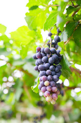 vineyard with ripe grapes in countryside