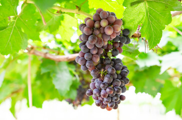 vineyard with ripe grapes in countryside