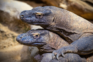 Two Komodo dragons mating together. Komodo dragon is also known as Varanus komodoensis, a member of the monitor lizard family (Varanidae).