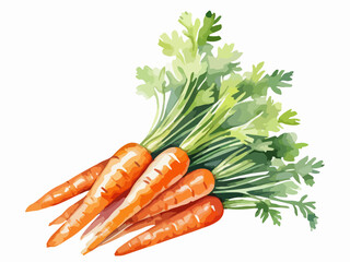Hand drawn watercolor painting of a Fresh carrots with green leaf tops. Organic healthy natural harvest. Vector illustration isolated on white background
