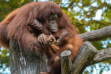 Adult Orangutan playing with a young baby Orangutan on a tree in Taiping Zoo