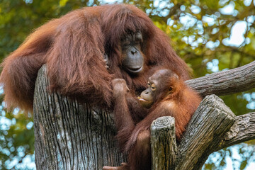 Adult Orangutan playing with a young baby Orangutan on a tree in Taiping Zoo