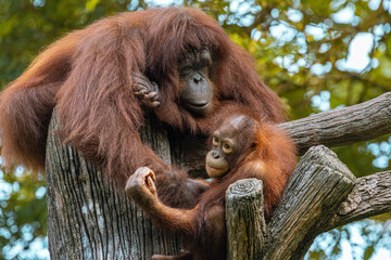 Adult Orangutan playing with a young baby Orangutan on a tree in Taiping Zoo