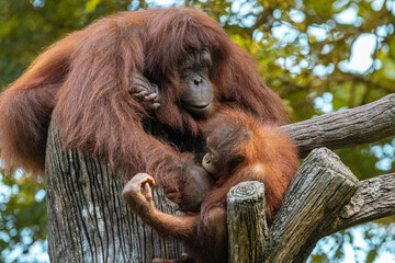 Adult Orangutan playing with a young baby Orangutan on a tree in Taiping Zoo
