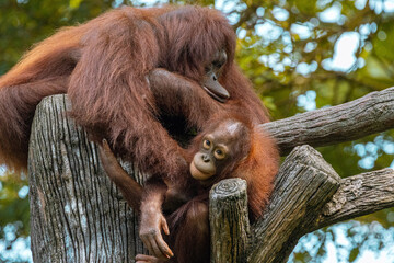 Adult Orangutan playing with a young baby Orangutan on a tree in Taiping Zoo © Sean