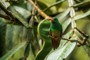 Detailed photography of the Amazilia tzacatl - Rufous-tailed Hummingbird one the Ecuadorian hummingbirds from the cloudforest.