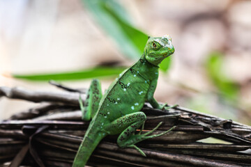 Female green basilisk (Basiliscus plumifrons) in the rainforest of Costa Rica