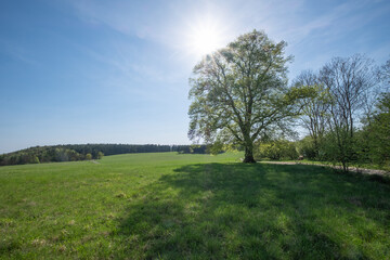 Sommerlinde Tilia platyphyllos am Drackendorfer Vorwerk bei Jena im Gegenlicht