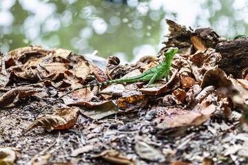 Female green basilisk (Basiliscus plumifrons) in the rainforest of Costa Rica