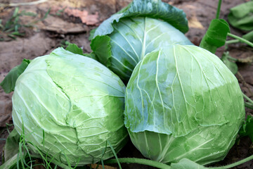 Fresh cabbage harvesting in the garden