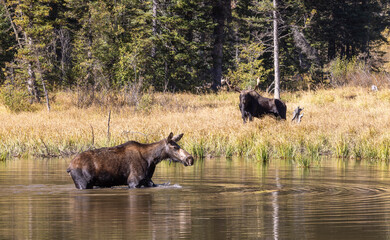 Bull and Cow Moose During the Rut in Grand  Teton National Park Wyoming in Autumn
