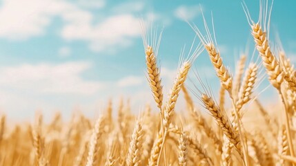 Fototapeta premium Golden Wheat Field Against Bright Blue Sky on Sunny Summer Day