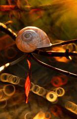 Muszla ślimaka, zachód słońca. © mycatherina
