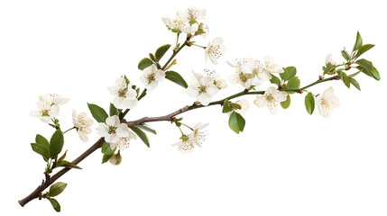 A blooming cherry blossom branch, isolated on white background, cut out