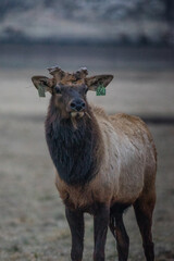 Domestic Bull Elk with cut off antlers walking through mountain pasture