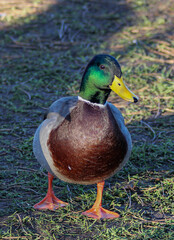 Duck standing on grass