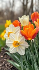 Fototapeta premium Blooming Tulips and Daffodils in a Vibrant Spring Garden Landscape
