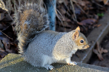Squirrel 