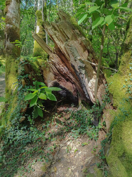 Tronco de &aacute;rbol 