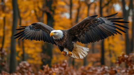 Obraz premium A majestic eagle soars through an autumn forest, showcasing its powerful wings and striking colors.