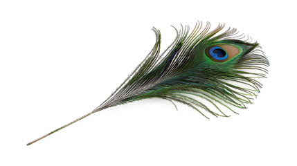 A peacock feather symbolizing Lord Krishna’s presence, isolated on white, cut out