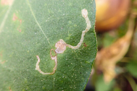 Eggplant leaf miner worm Tuta absoluta destroyed on green tomato leaf. Eggplant pest insect and disease. Plant leaf miner disease in eggplant leaves,  eggplant leaf miner, Damage to leaf., closeup.