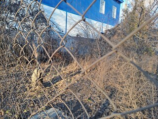 wire fence and grass