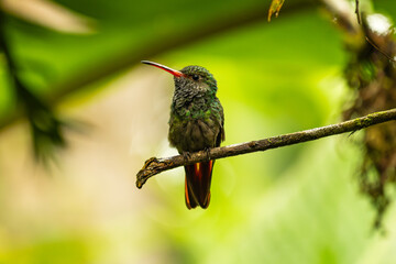 Detailed photography of the Amazilia tzacatl - Rufous-tailed Hummingbird one the Ecuadorian...