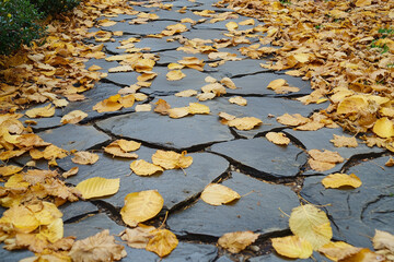 Golden leaves blanket a stone path in a tranquil park during autumn