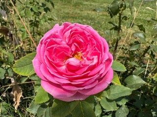 Pink damask rose flower in nature garden. Rosa damascena, Damascus rose or sometimes known as...