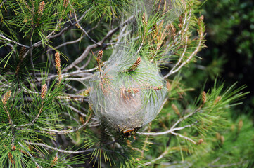 pine tree infected with bagworm caterpillar coccoon plant disease
