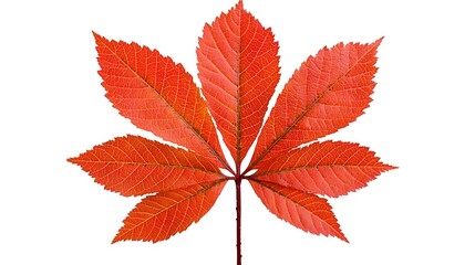 Vibrant red autumn leaf isolated on white background.