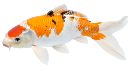 A beautiful koi fish swimming gracefully, isolated on white, cut out