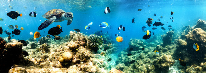 banner of amazing underwater sea life with fish  turtle swimming among coral reef © Melinda Nagy
