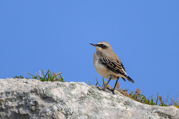 A northern wheatear standing on a rock