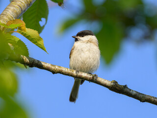A Marsh Tit sitting on a small branch
