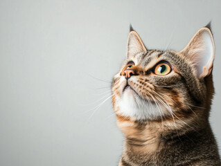 Fototapeta premium Charming Portrait of a Bengal Cat on a White Background: Showcasing Its Striking Features, Playful Nature, and Captivating Personality Through Vibrant Colors and Expressive Eyes.