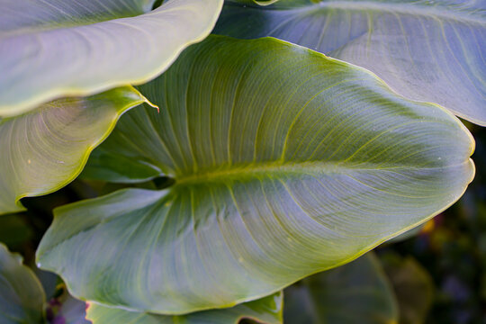 Fototapeta Photo d'une grande feuille d'arome prise sur un fond vert en macro