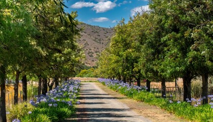 Fototapeta premium An agapanthus (Agaphanthus africanus) and tree lined avenue.