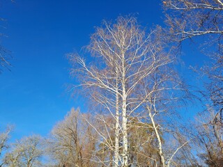 trees in winter