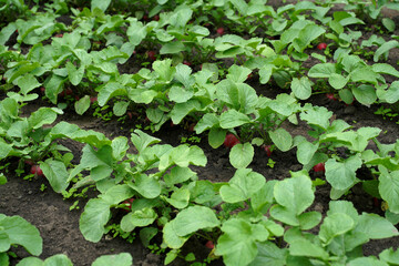 Radish plant growing in soil in garden. Green plants in the garden, ecological agriculture for the production of healthy food concept.       