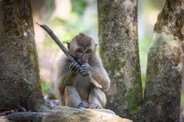 Baby Long tailed Macaque playing with a stick in Penang Botanical Gardens.