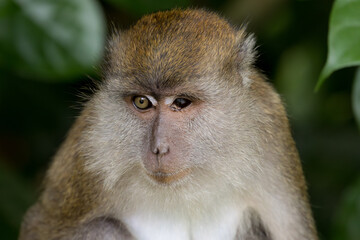 Long tailed Macaque in Taiping Lake Garden